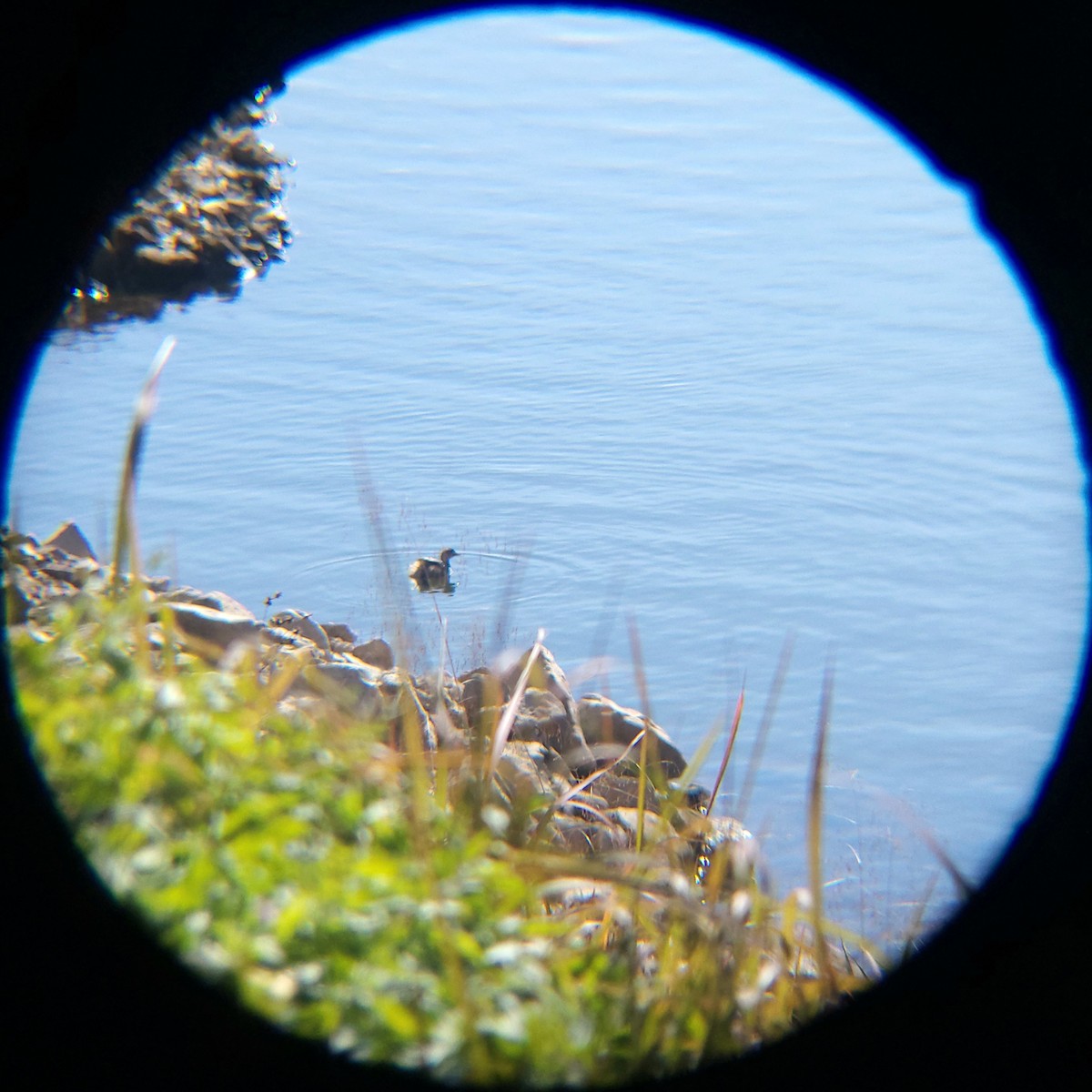 Küçük Batağan - ML645586850