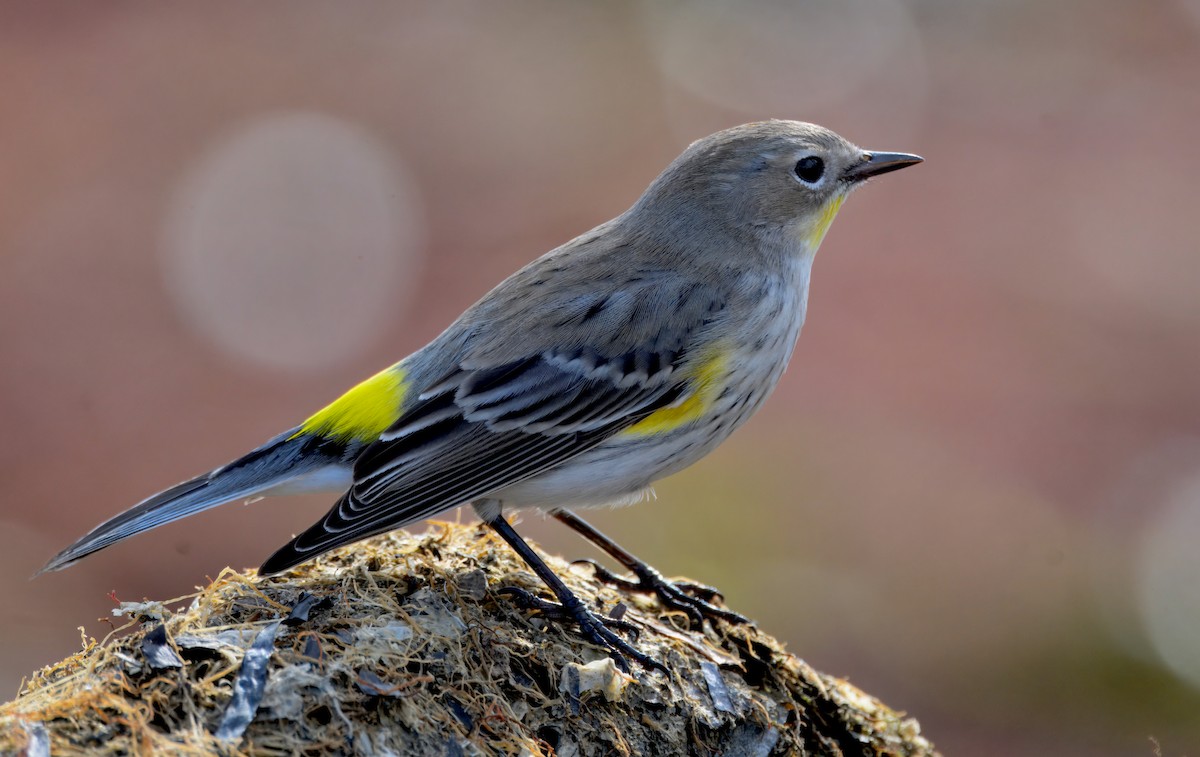 Taçlı Ötleğen (auduboni) - ML645586851