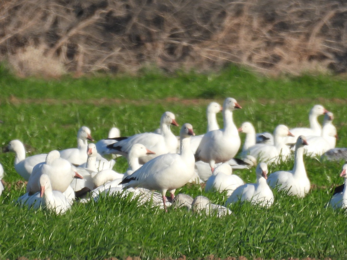 Гуска біла - ML645586852