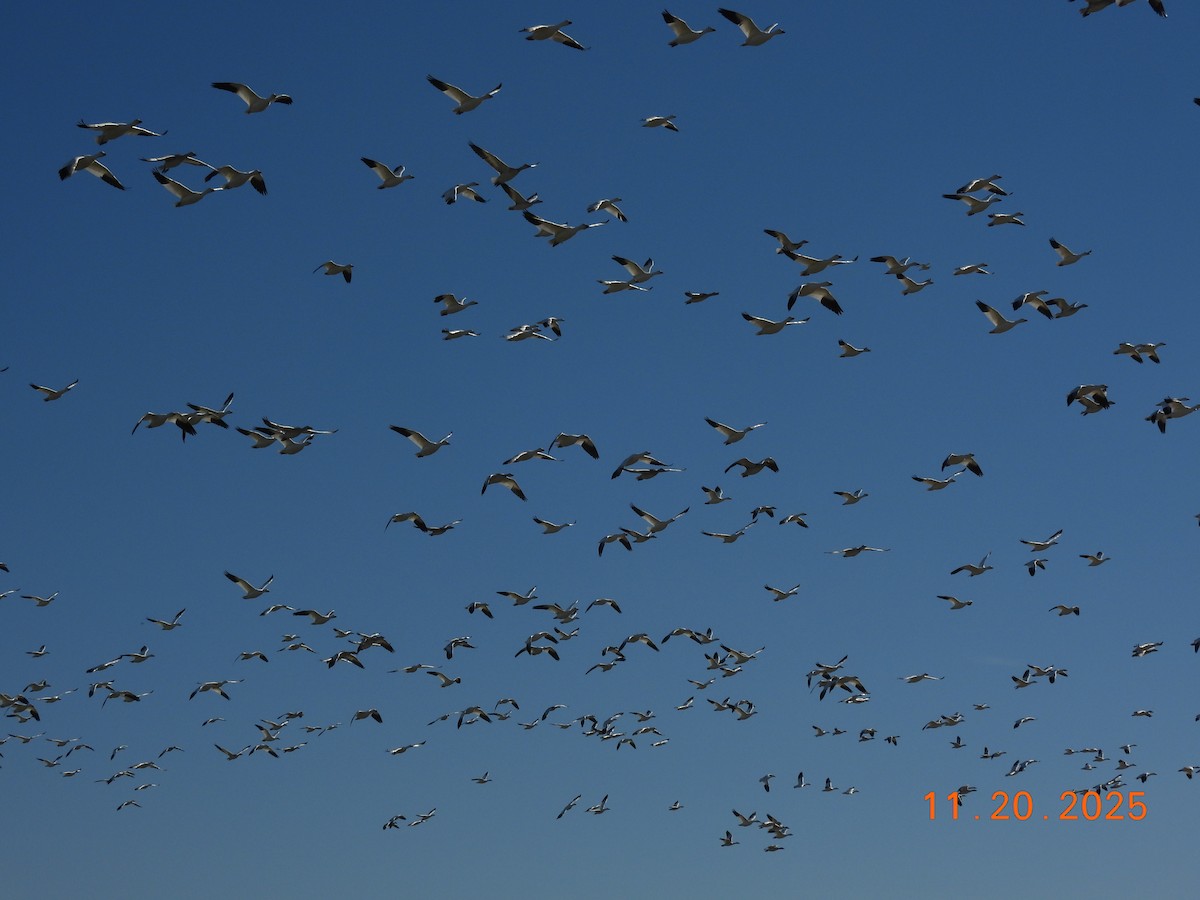 Гуска біла - ML645586855