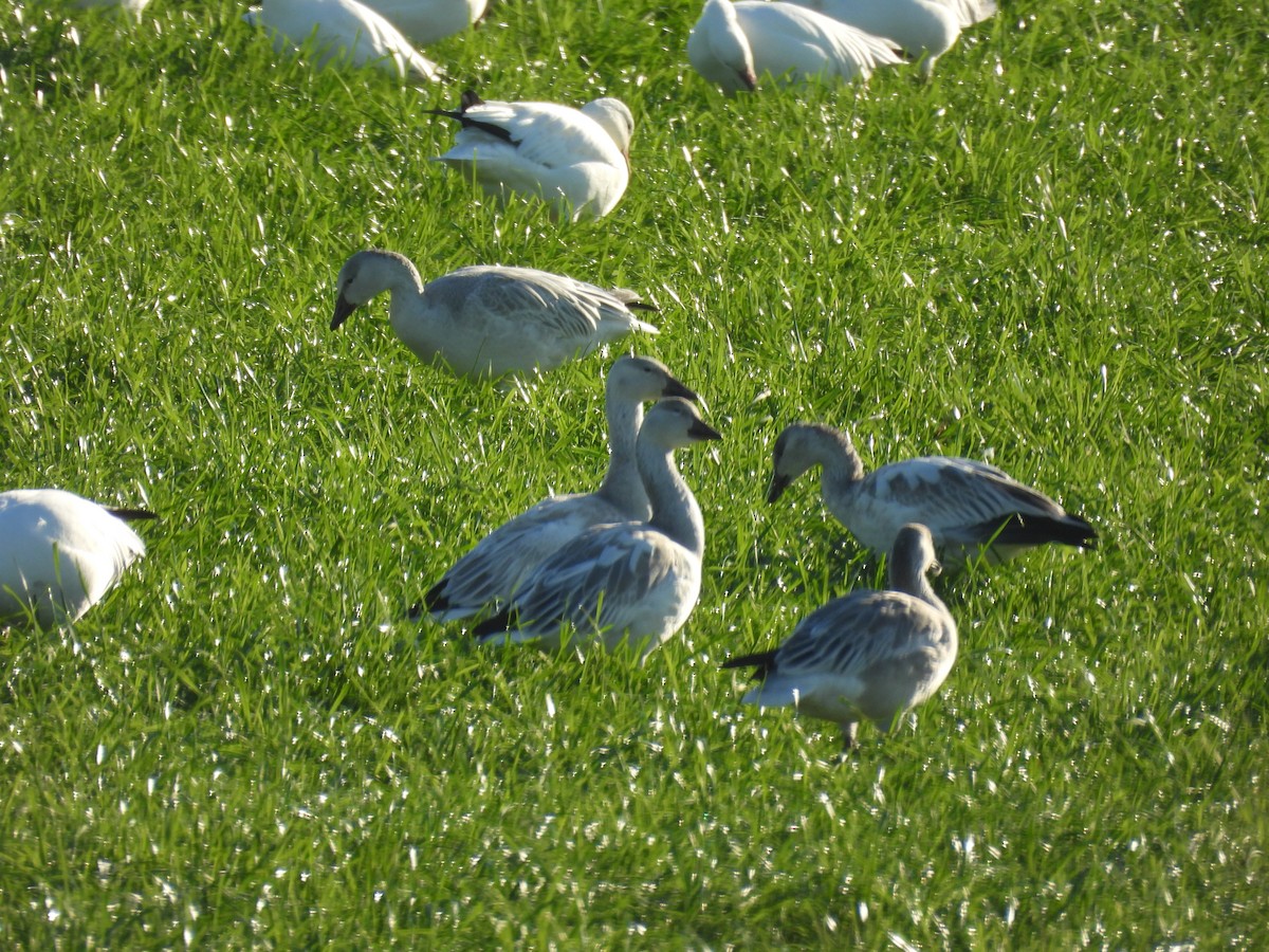 Гуска біла - ML645586856