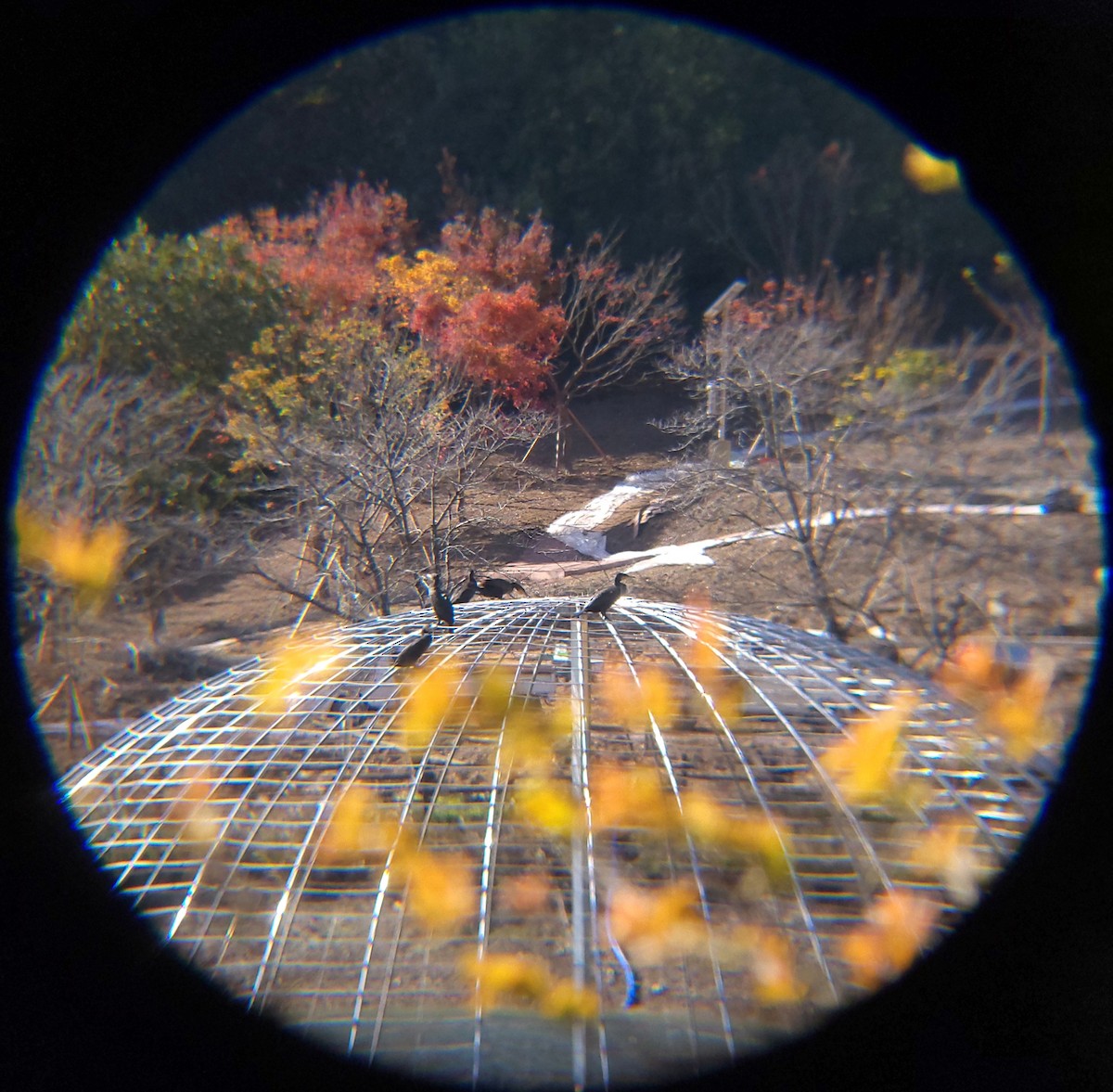 Karabatak - ML645586861