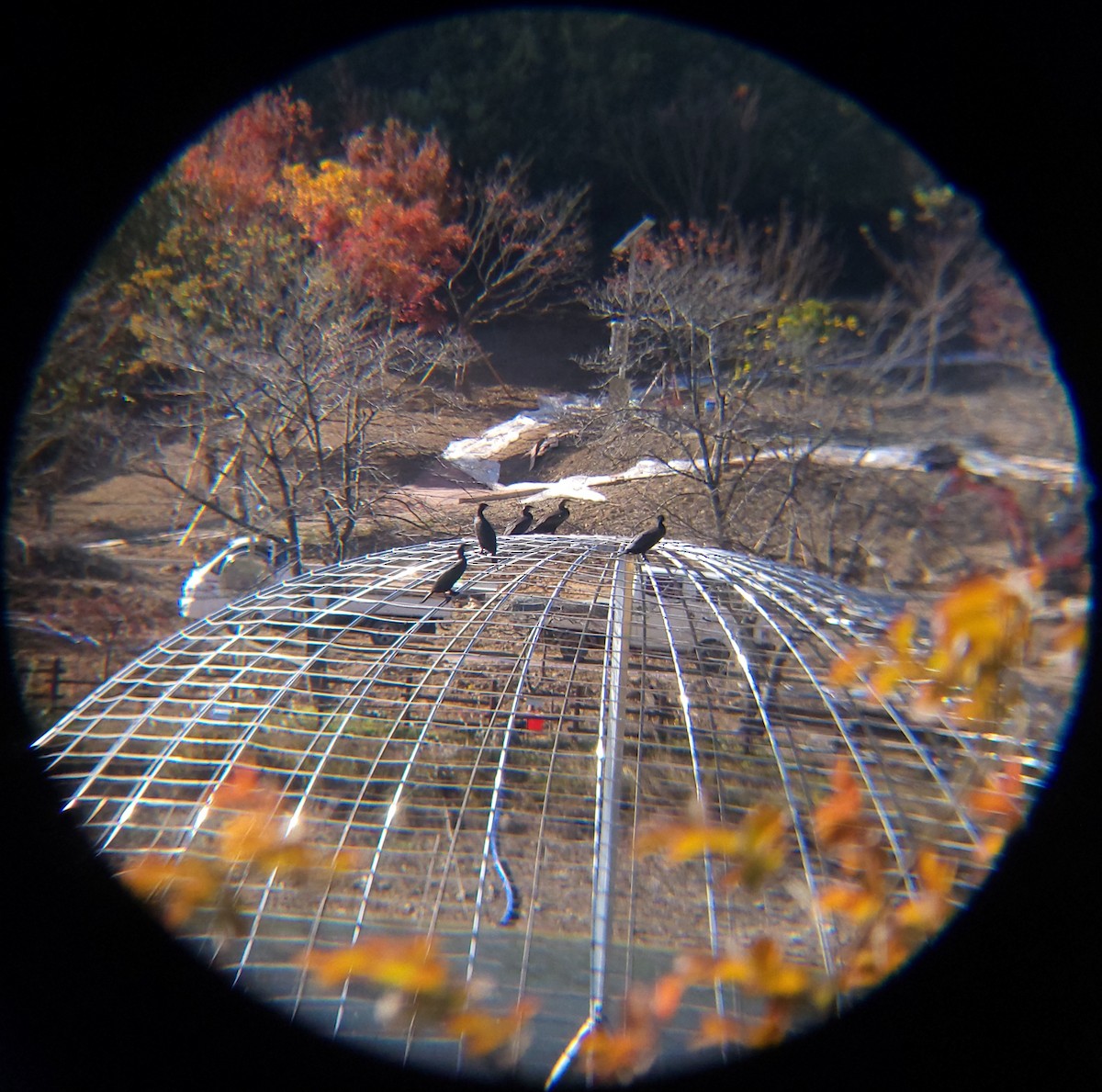 Karabatak - ML645586862