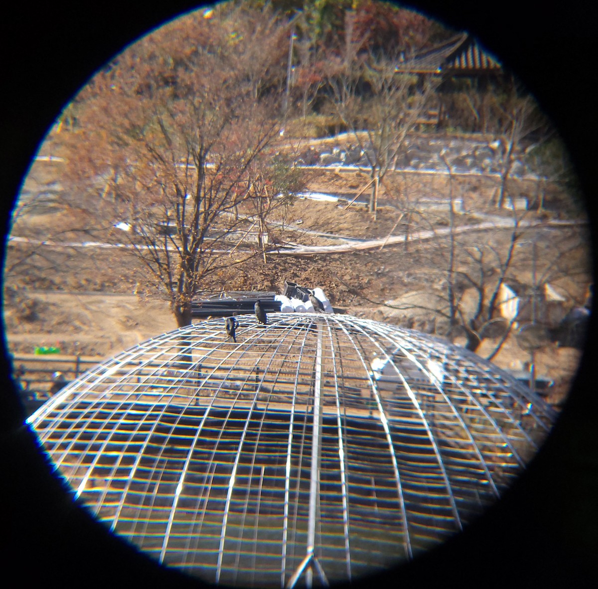 Karabatak - ML645586863