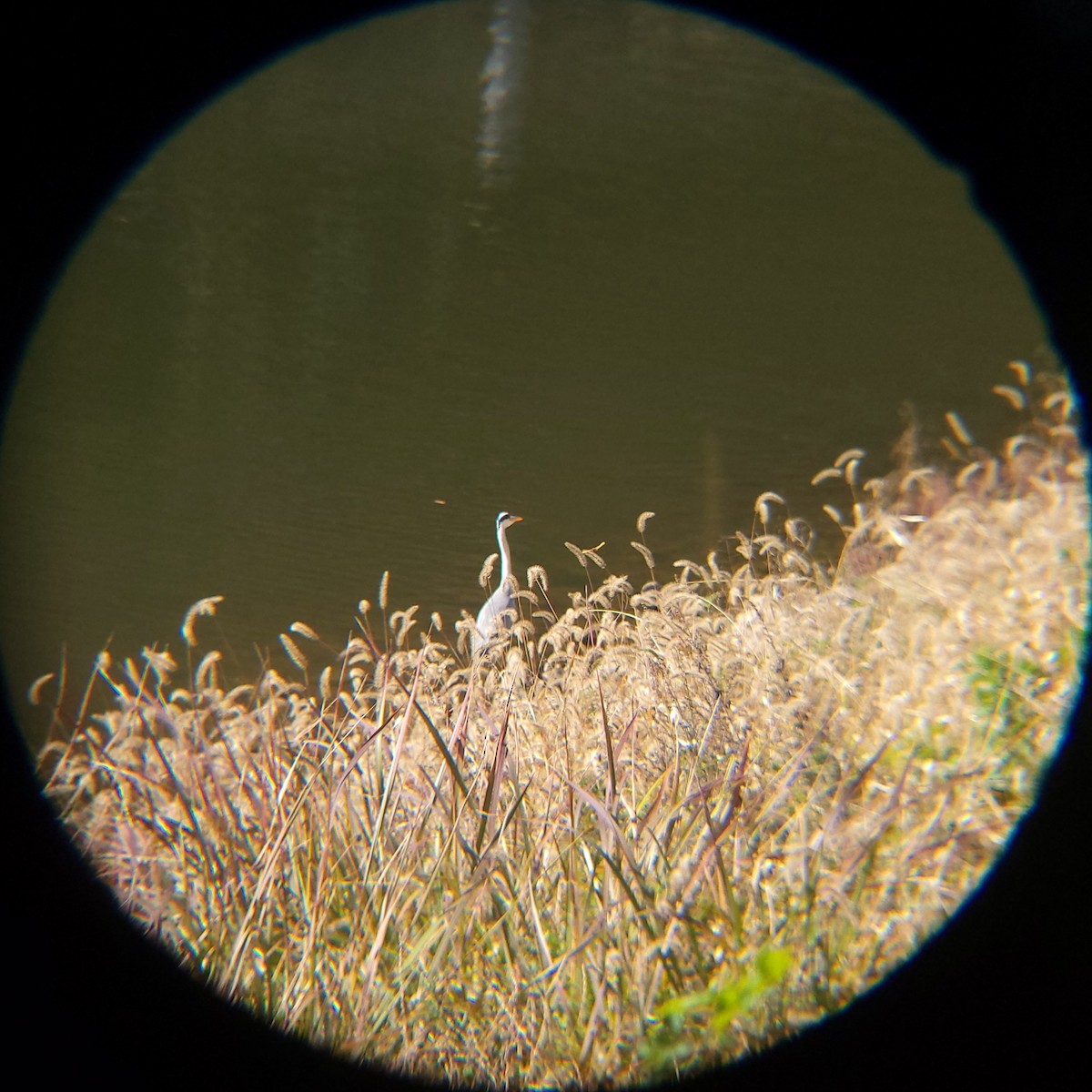 Gri Balıkçıl - ML645586867