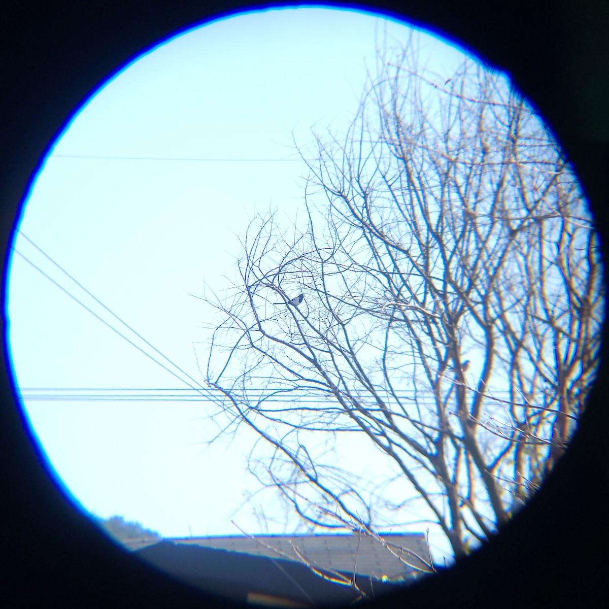 Çin Saksağanı - ML645586869