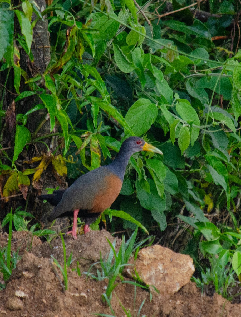 Gri Boyunlu Orman Kılavuzu - ML645586871