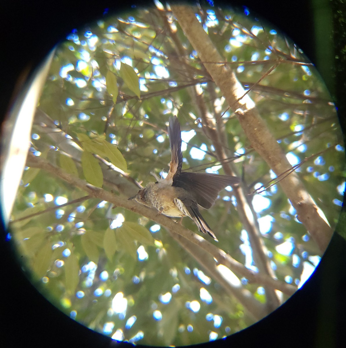 Kestane Kulaklı Arapbülbülü - ML645586875