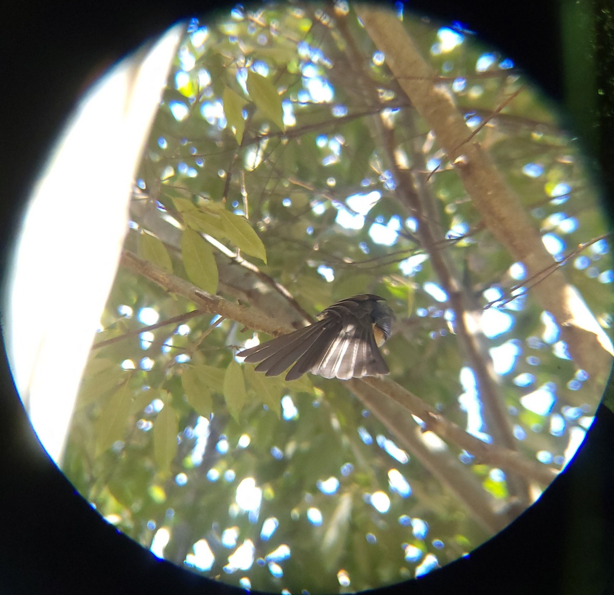 Kestane Kulaklı Arapbülbülü - ML645586876