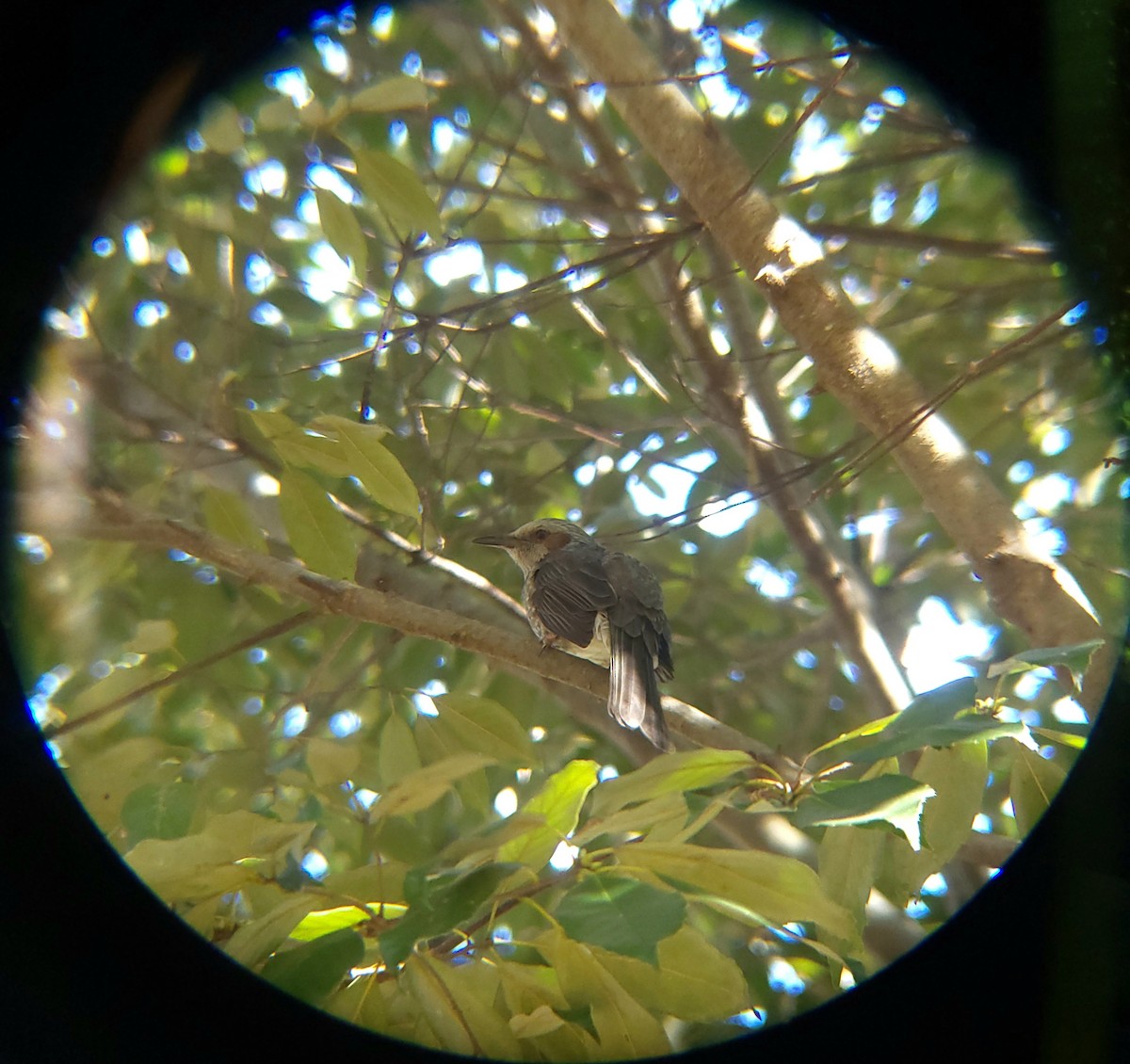 Kestane Kulaklı Arapbülbülü - ML645586877