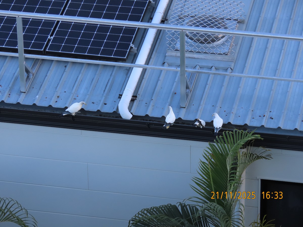 Akça Has Güvercin - ML645586878