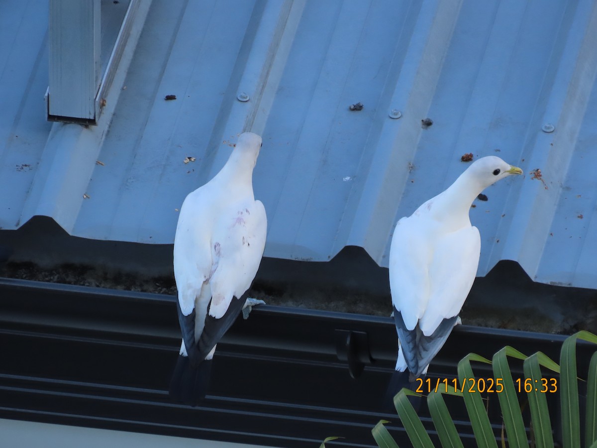 Akça Has Güvercin - ML645586879