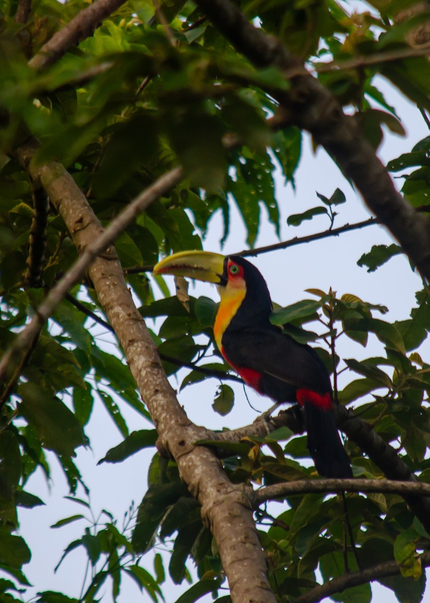 Kızıl Gerdanlı Tukan - ML645586882