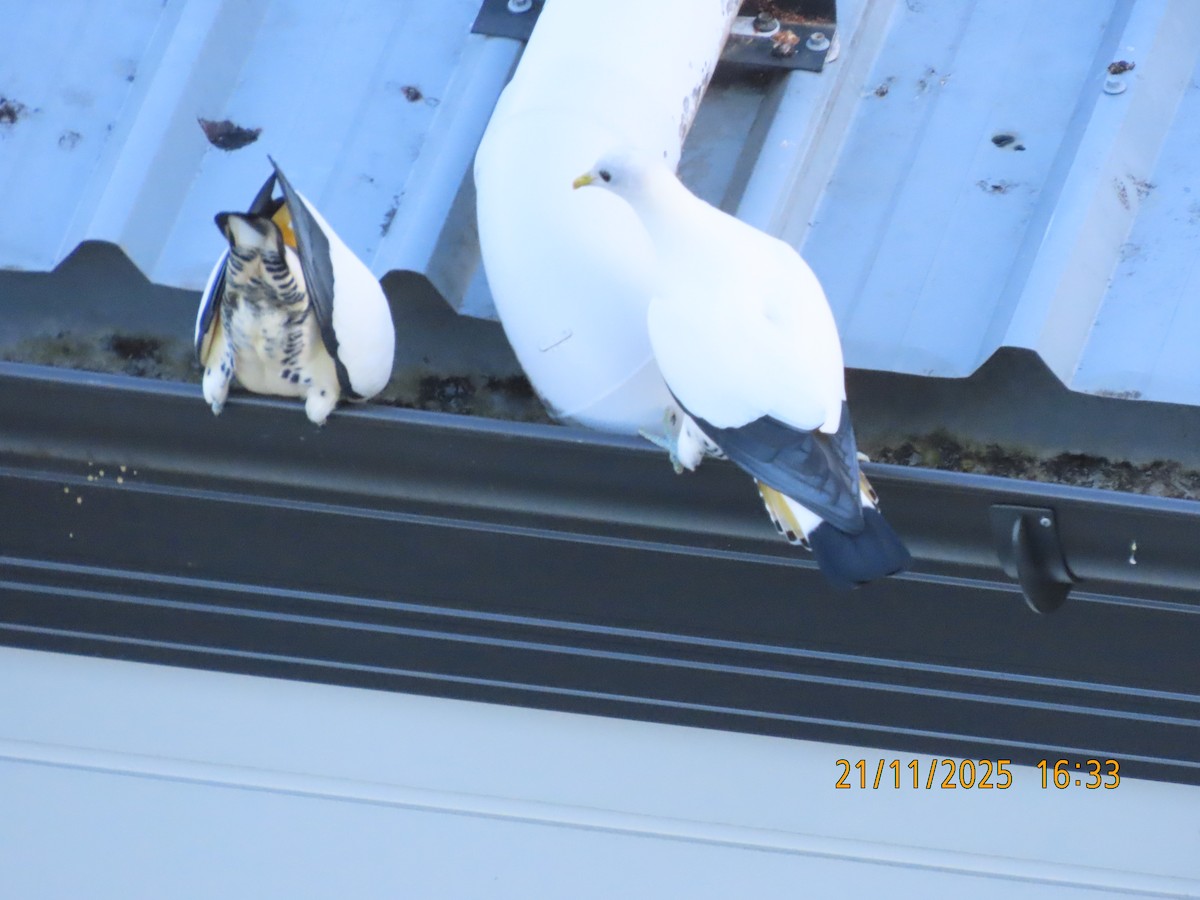 snøkeiserdue - ML645586884