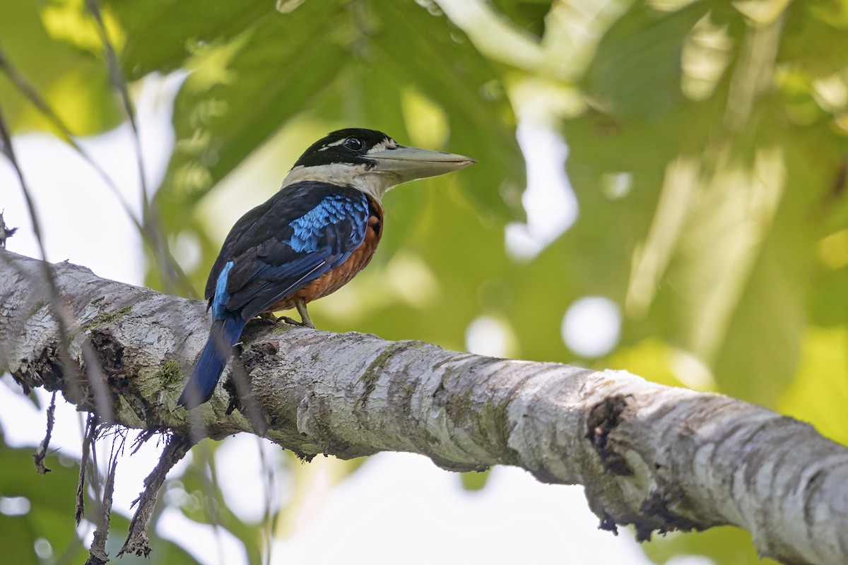 Cucaburra Ventrirrufa - ML645586885