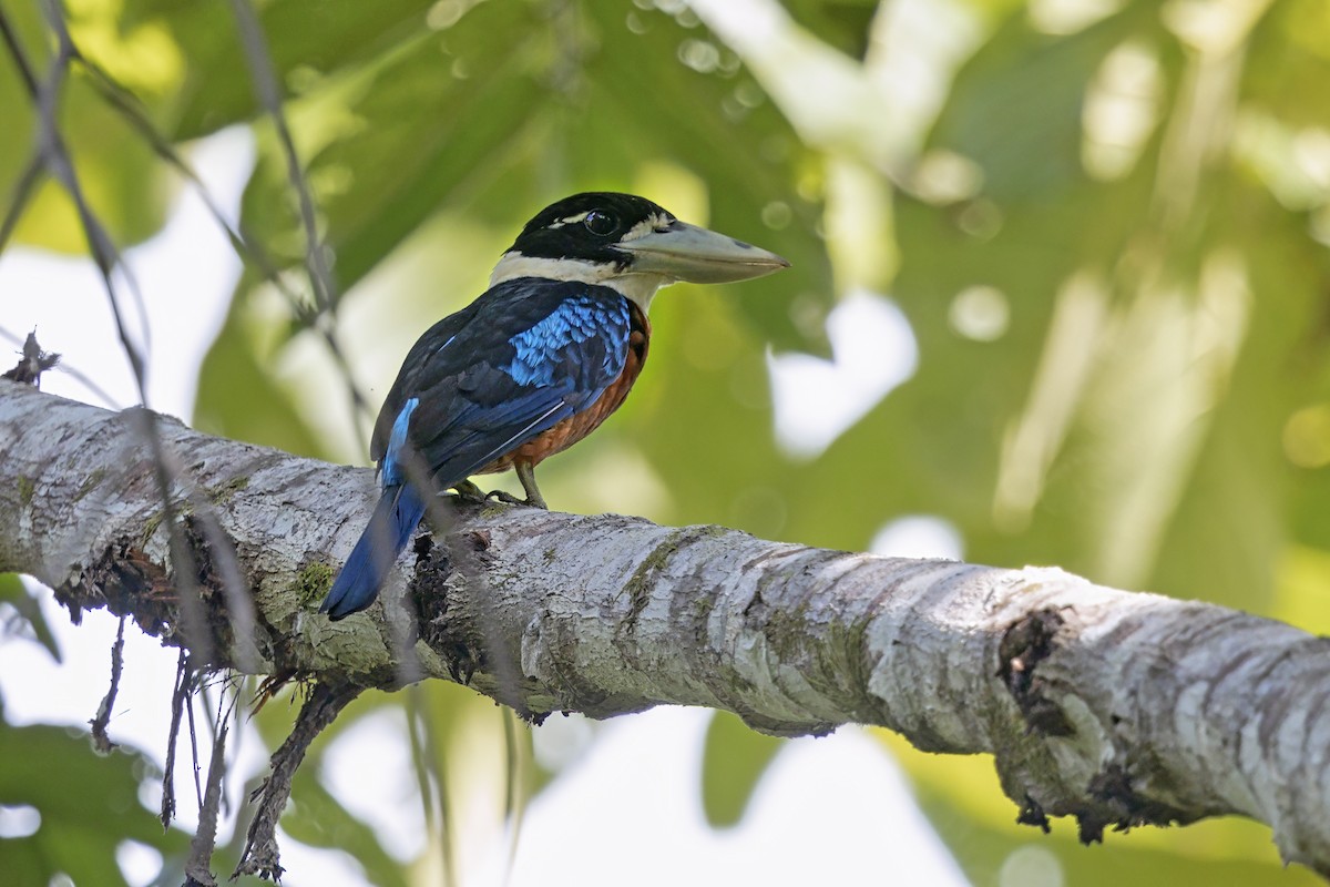 Cucaburra Ventrirrufa - ML645586886