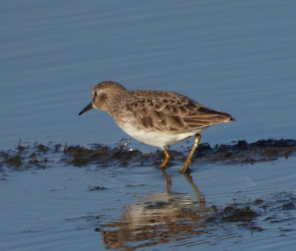 Yeşilbaş - ML645586887