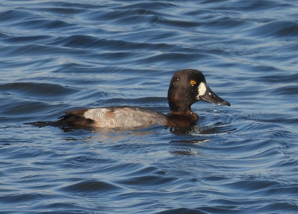 Yeşilbaş - ML645586888