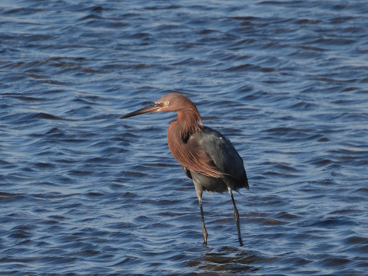 Yeşilbaş - ML645586889