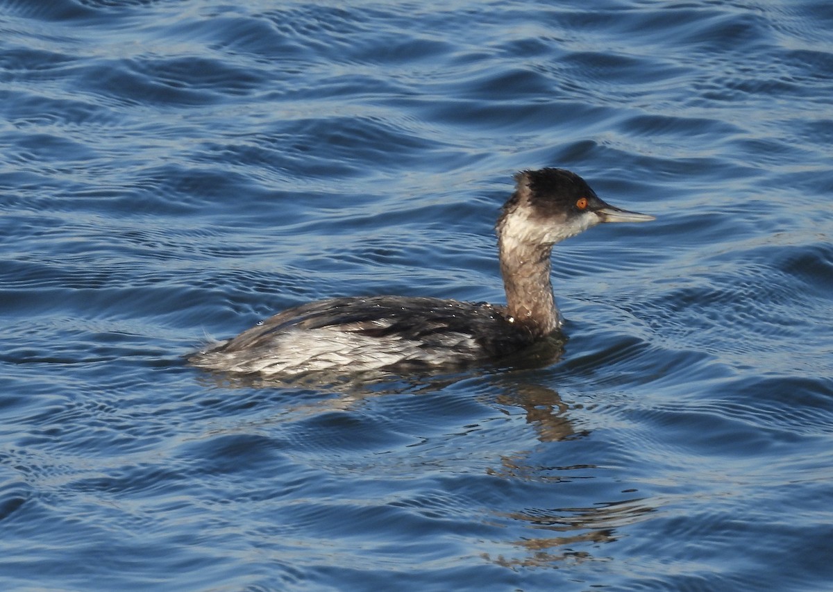 Yeşilbaş - ML645586890