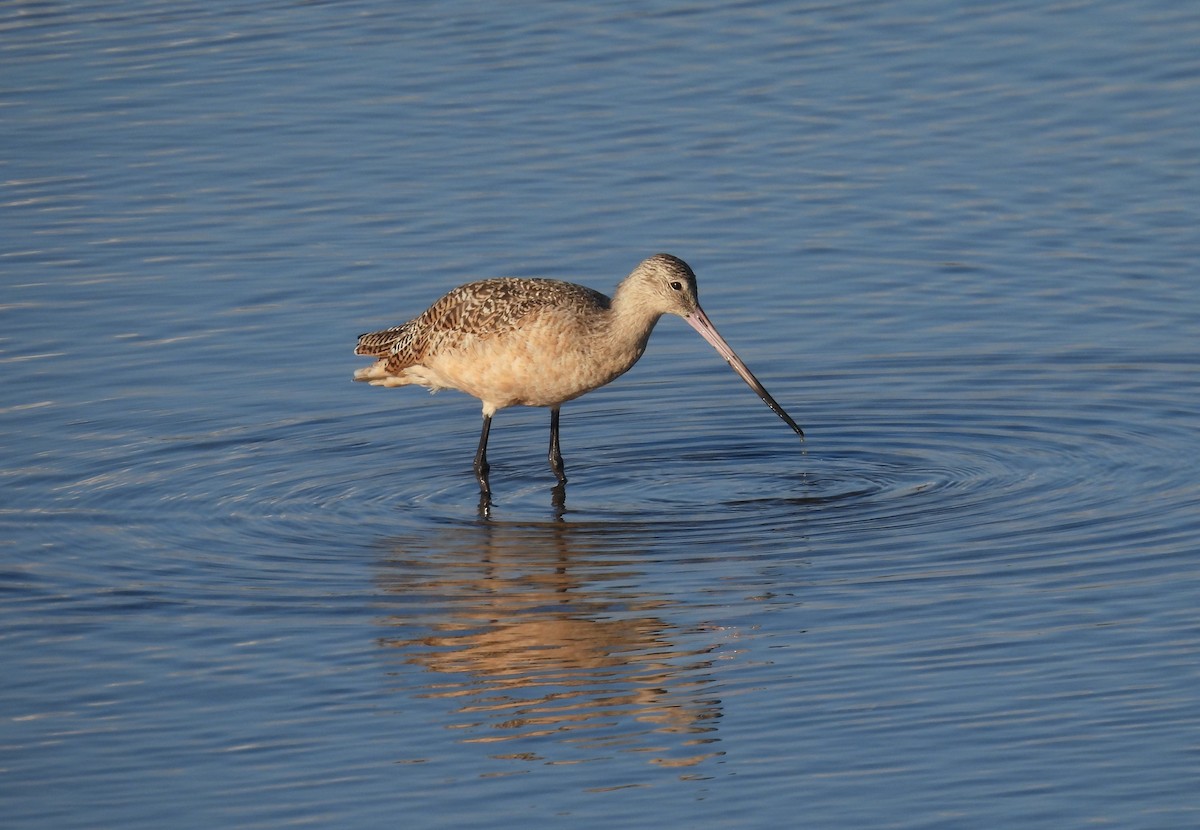 Yeşilbaş - ML645586891