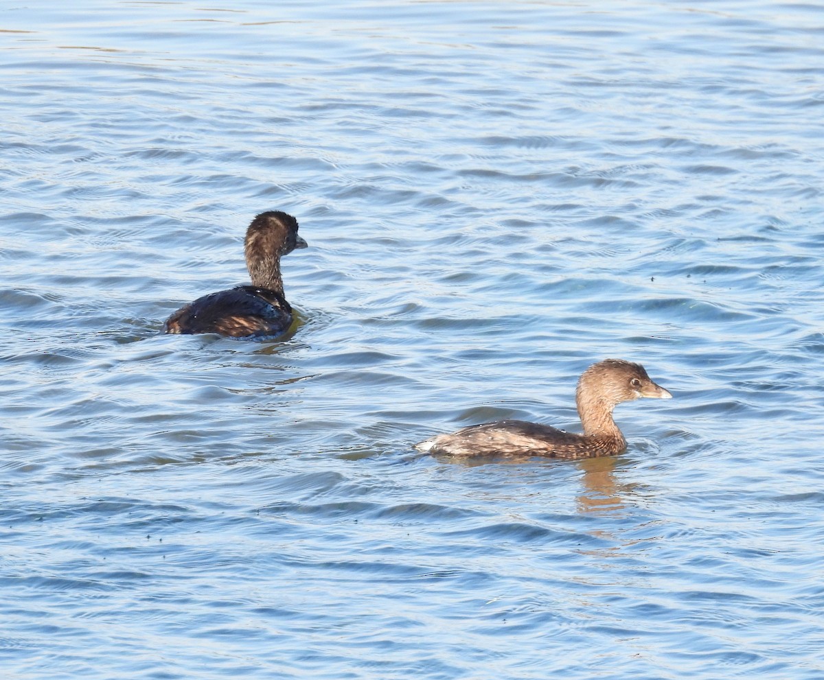 Yeşilbaş - ML645586892