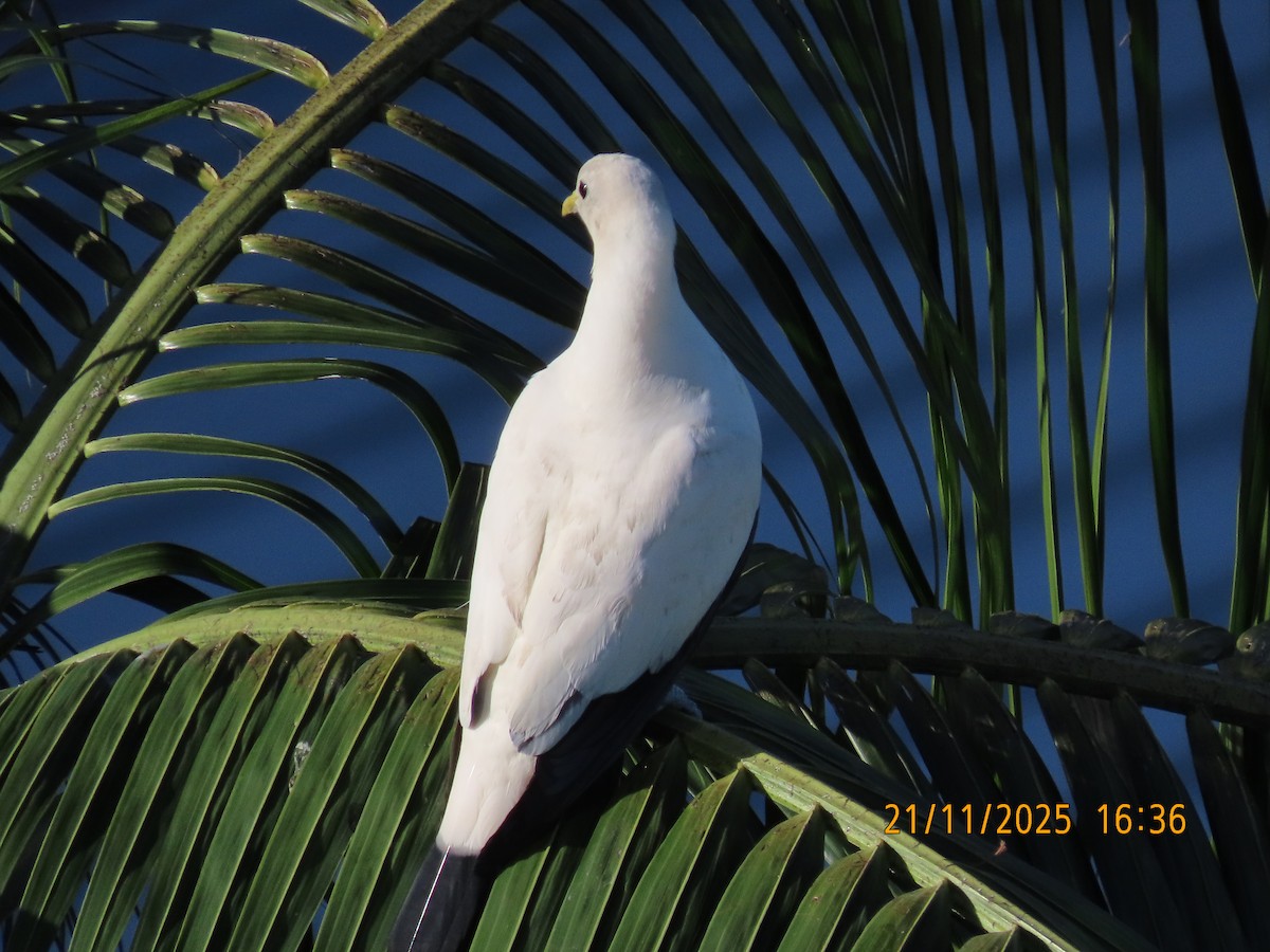 Akça Has Güvercin - ML645586893