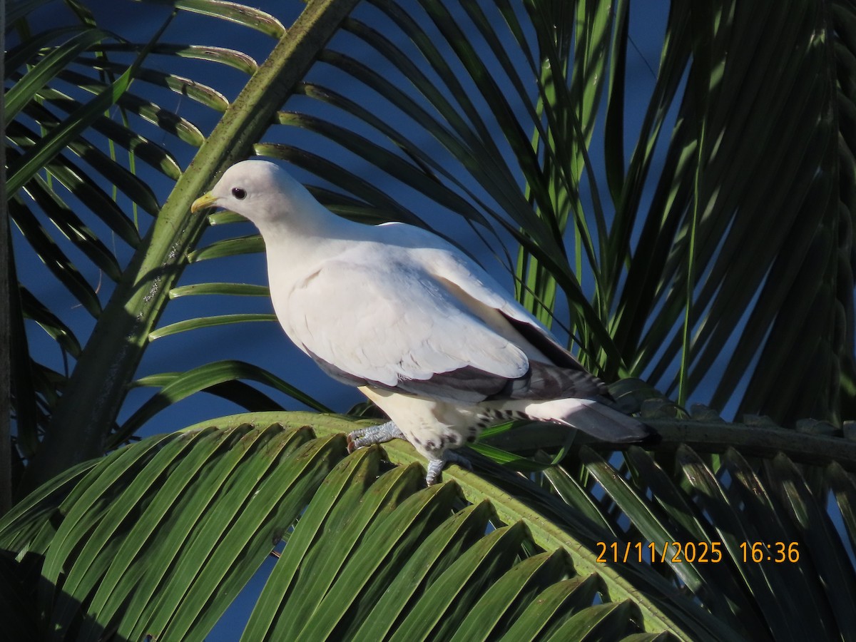 snøkeiserdue - ML645586896