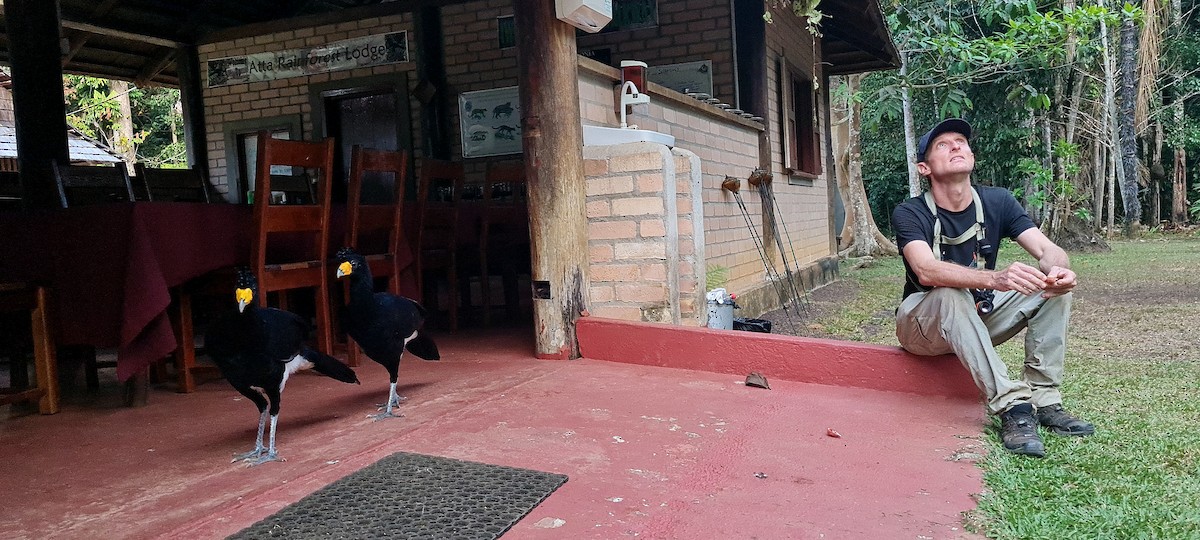 Black Curassow - ML645586897