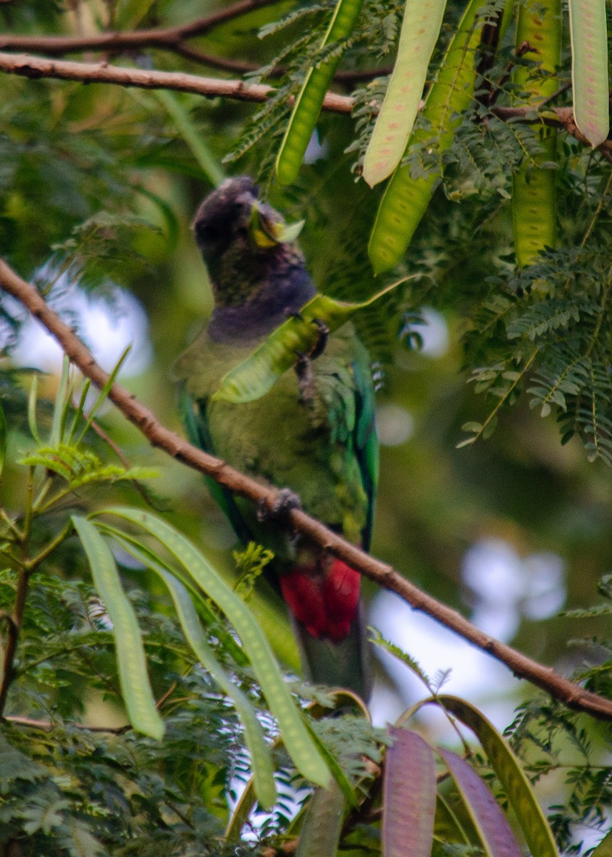 Scaly-headed Parrot - ML645586898