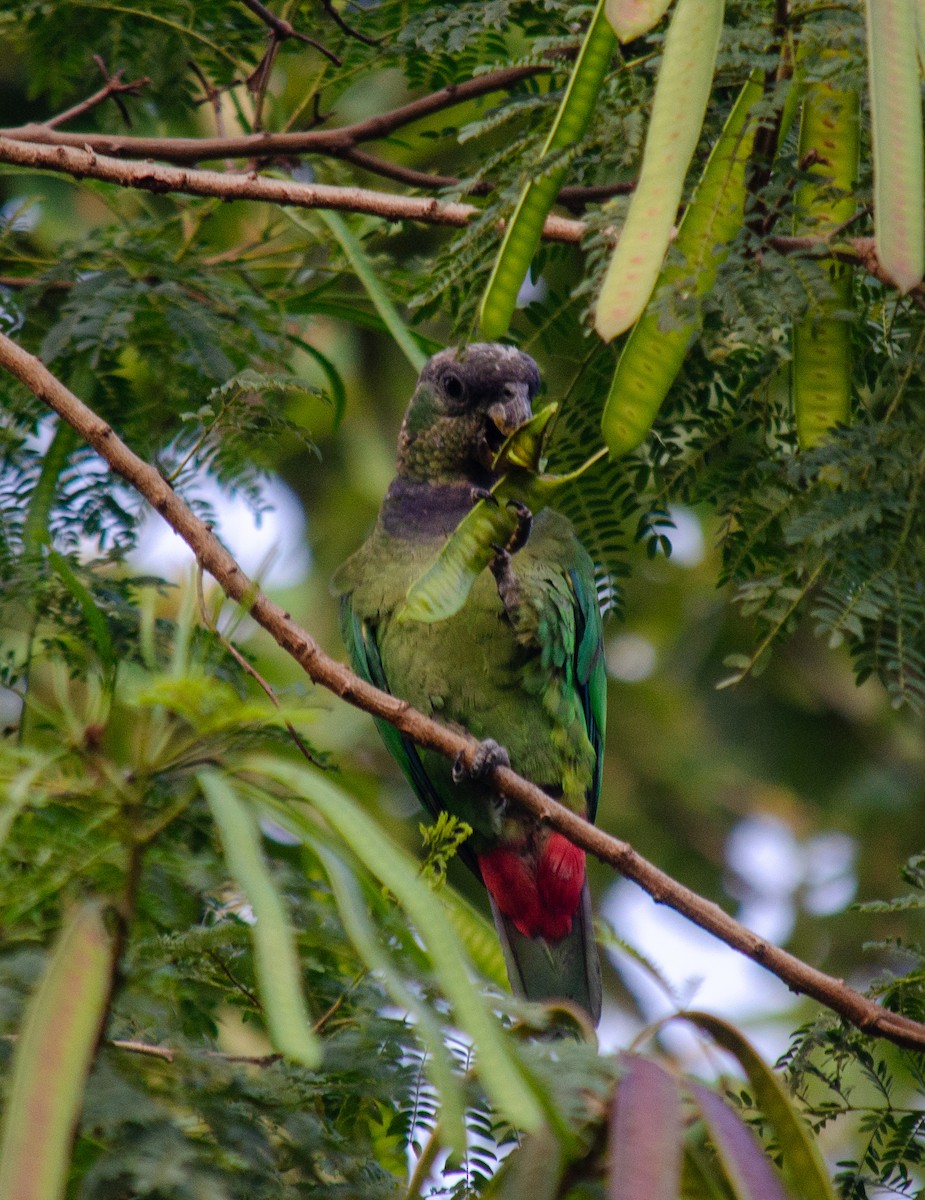 Scaly-headed Parrot - ML645586899