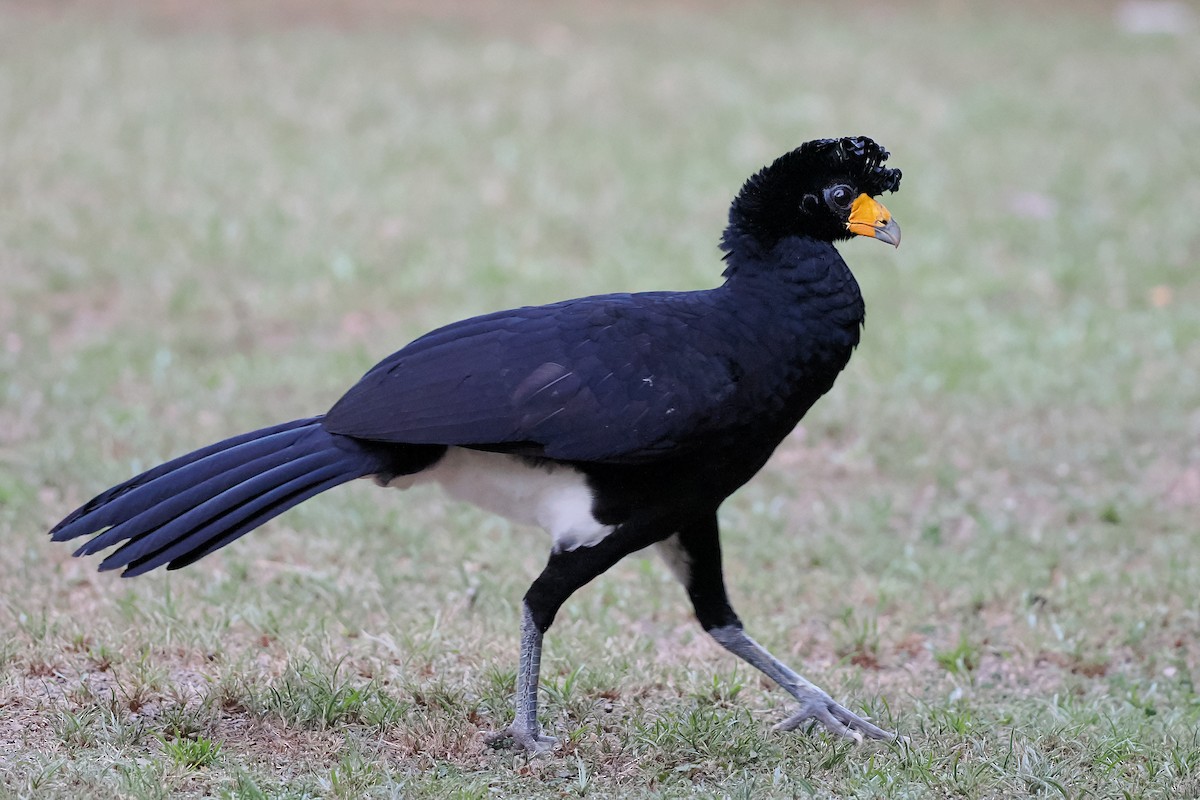 Black Curassow - ML645586905
