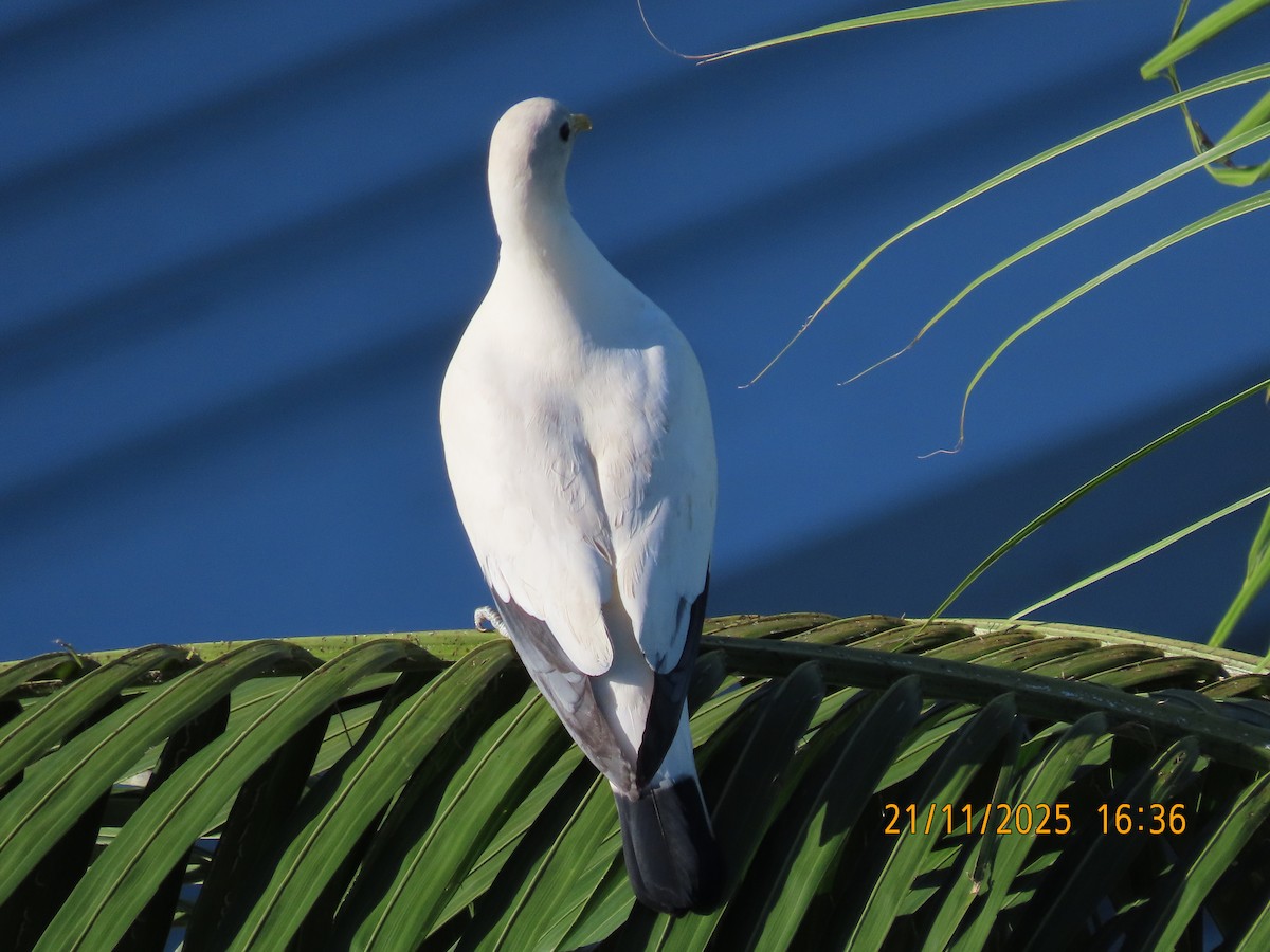 snøkeiserdue - ML645586906