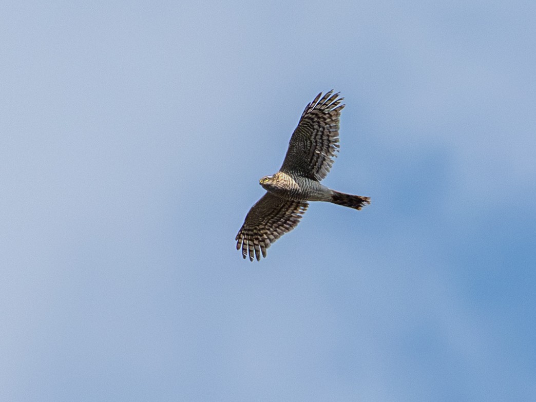 spurvehauk - ML645586909