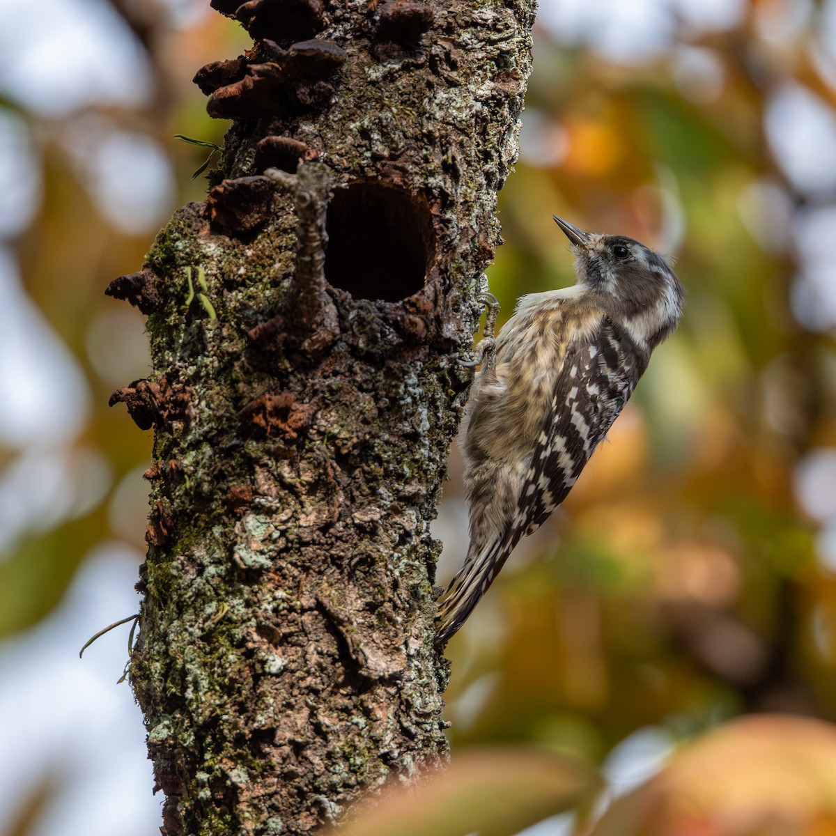 knøttspett - ML645586910