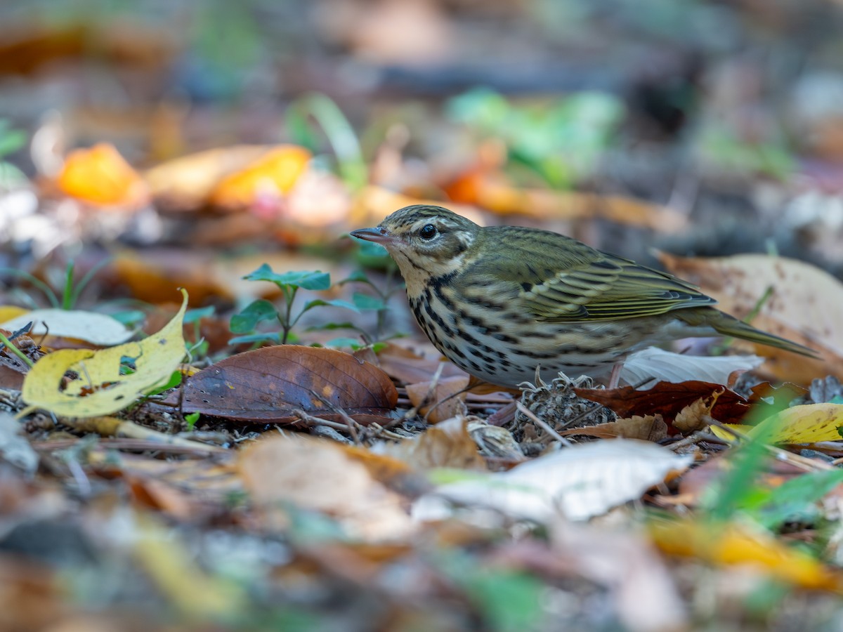 sibirpiplerke - ML645586912