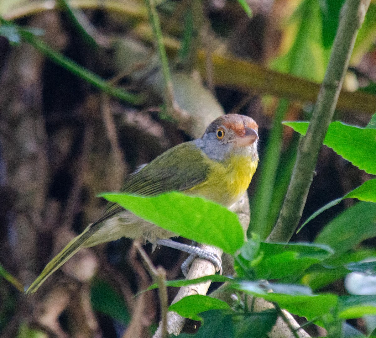 Rufous-browed Peppershrike - ML645586913