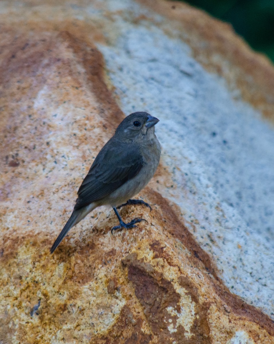 Double-collared Seedeater - ML645586932