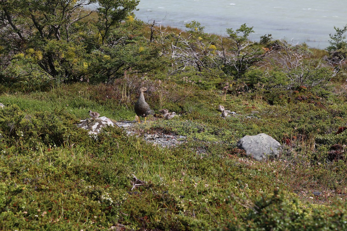 Magellangans - ML645586933