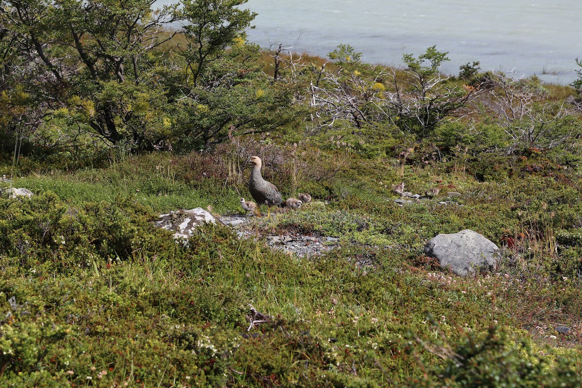 Magellangans - ML645586934