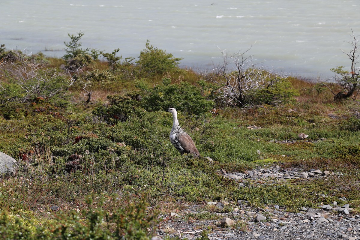 Magellangans - ML645586935