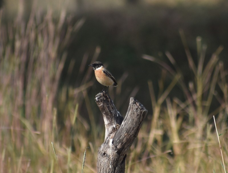 Трав’янка білошия [група maurus] - ML645586936