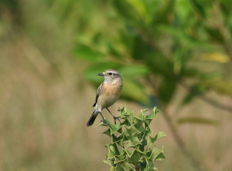 Трав’янка білошия [група maurus] - ML645586937