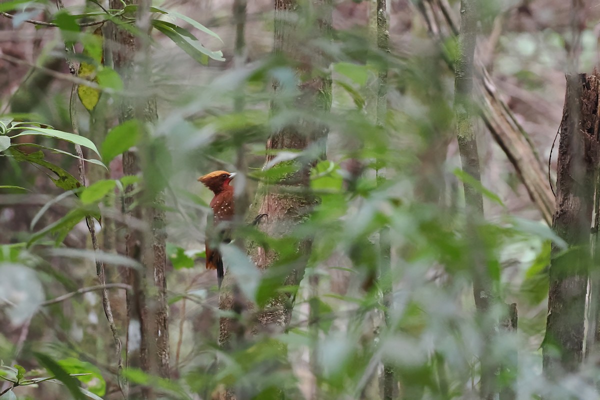 Chestnut Woodpecker - ML645586953