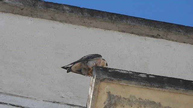 Сапсан - ML645586959