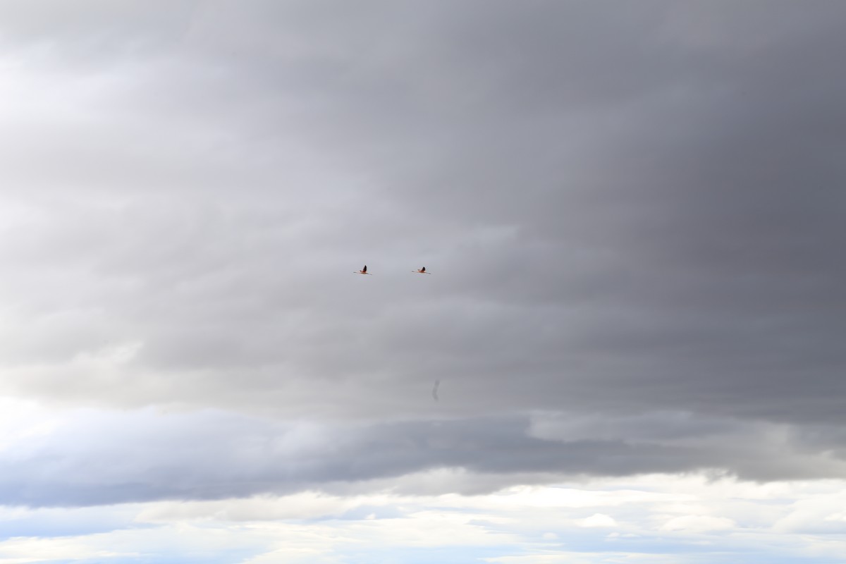 Chilean Flamingo - ML645586963