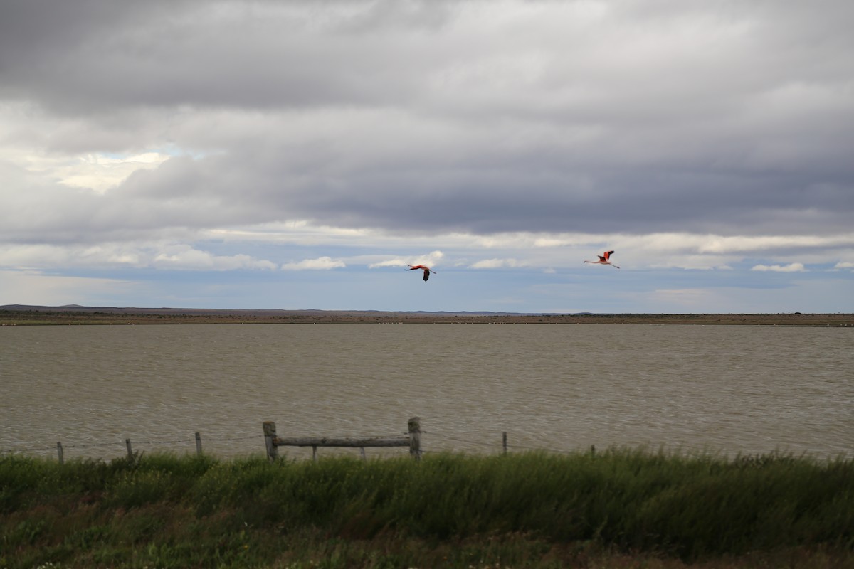 Chilean Flamingo - ML645586965