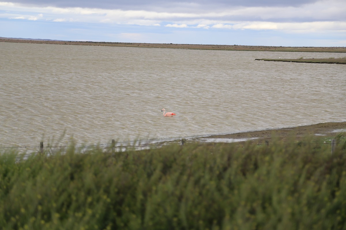 Chilean Flamingo - ML645586966
