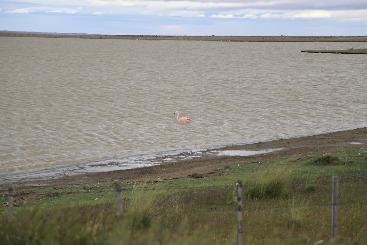 Chilean Flamingo - ML645586967