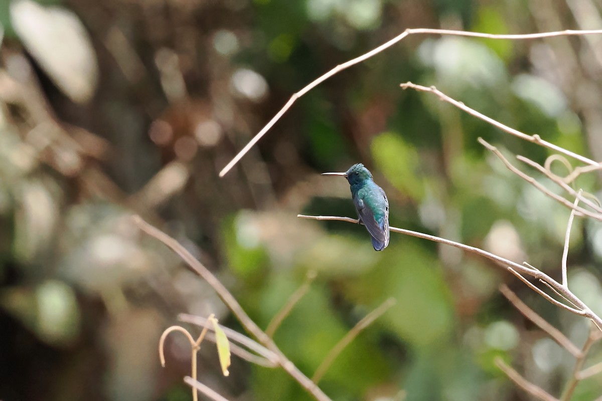 Blue-chinned Sapphire - ML645586968
